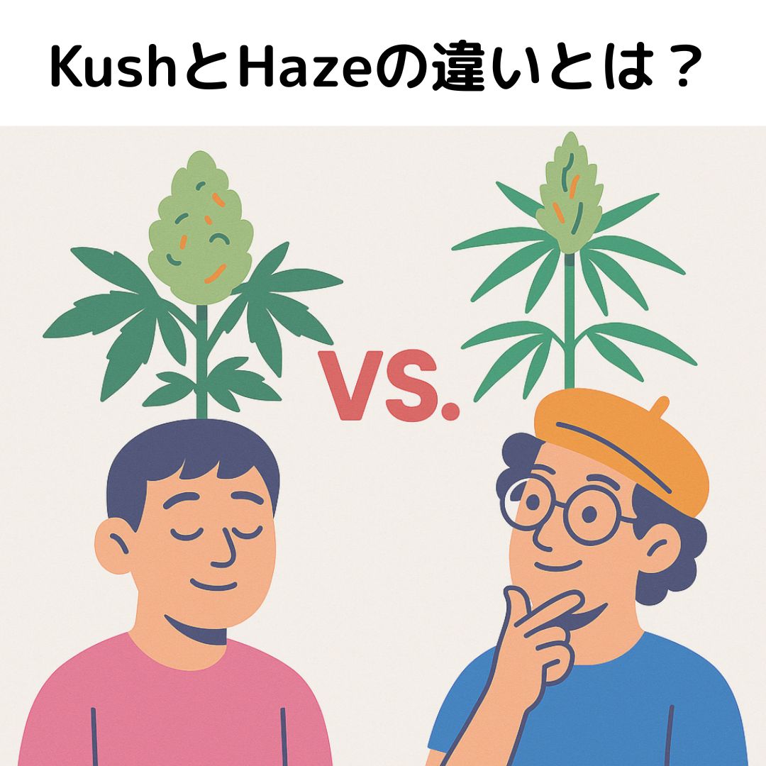 KushとHazeの違いとは？
