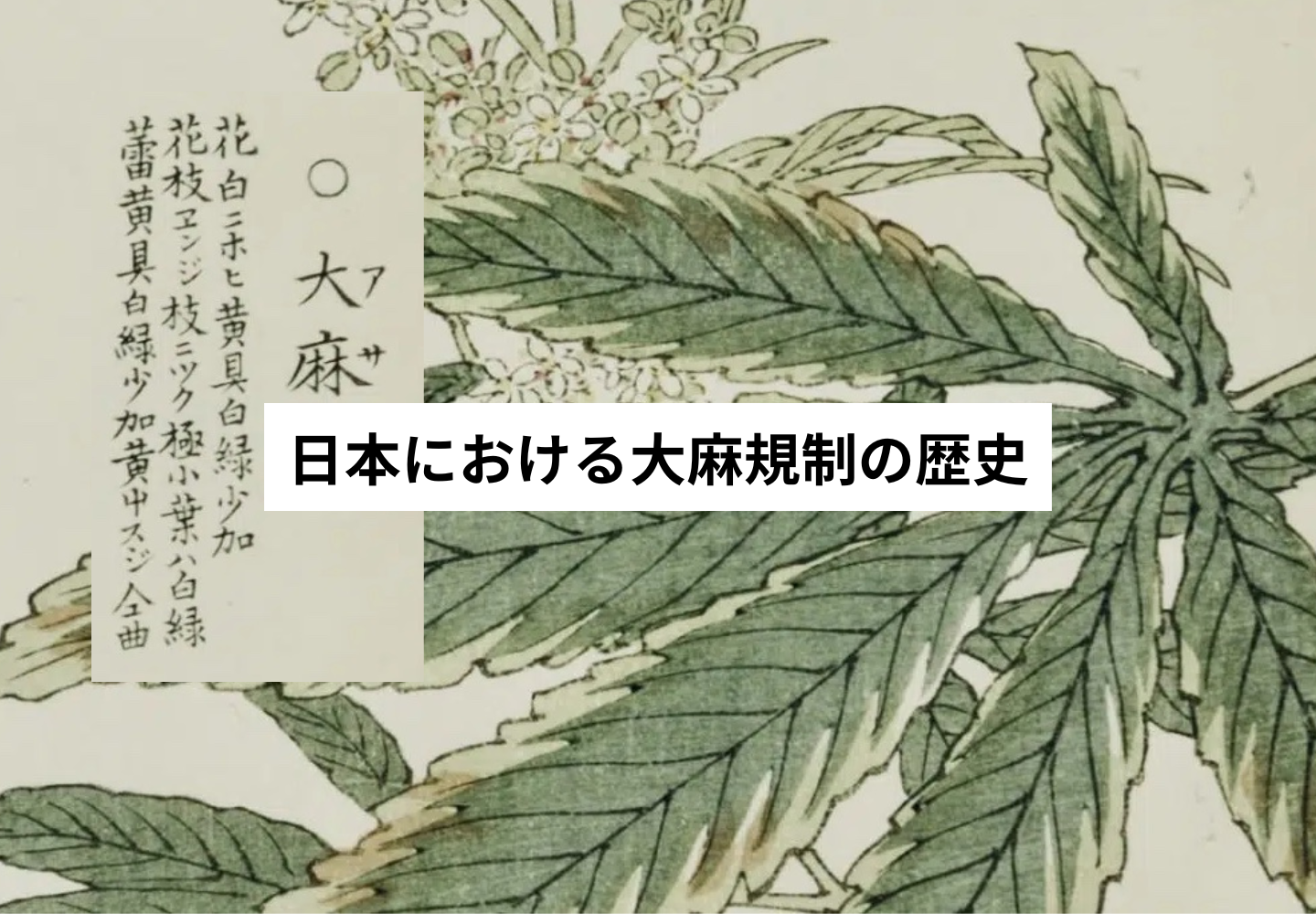 日本における大麻規制の歴史